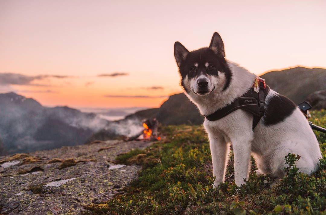Парень бросил работу и отправился в путешествие с собакой