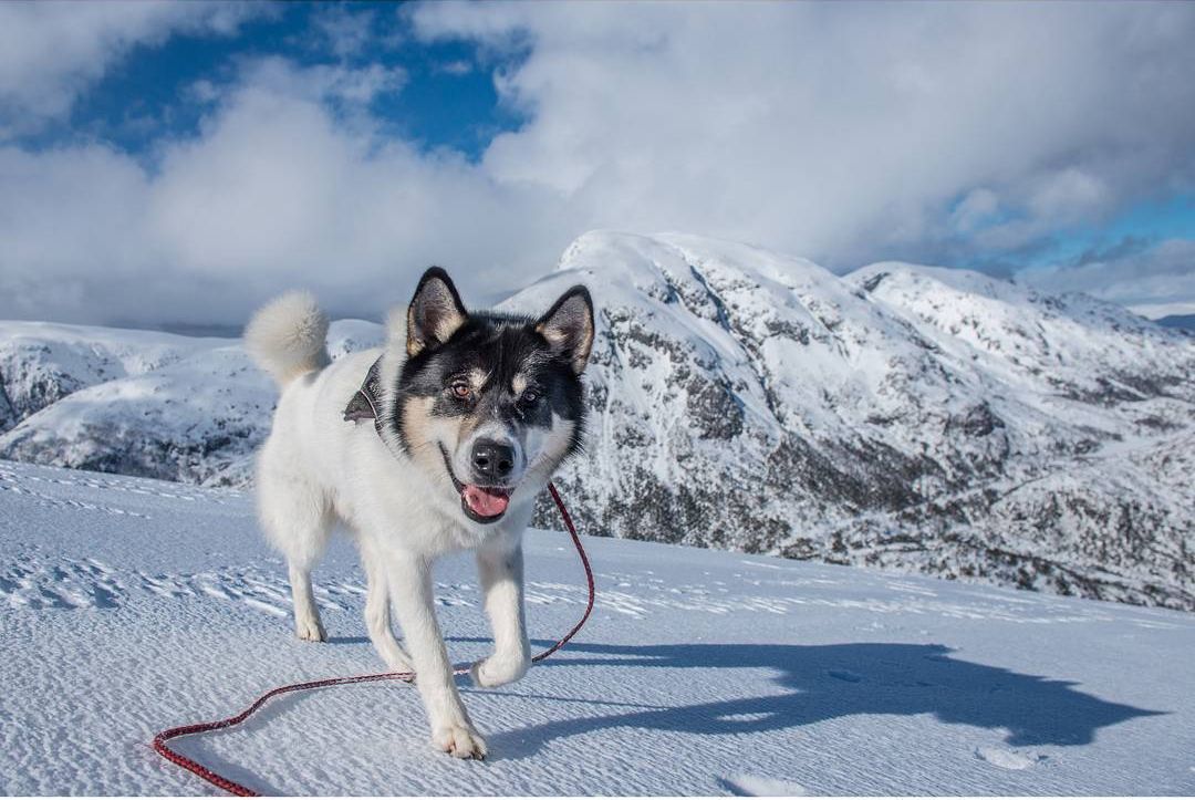 Парень бросил работу и отправился в путешествие с собакой