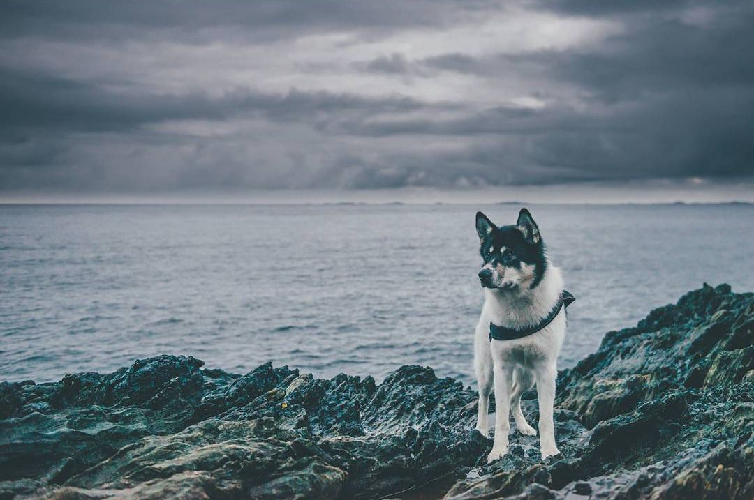 Парень бросил работу и отправился в путешествие с собакой