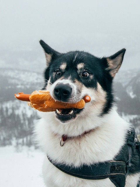 Парень бросил работу и отправился в путешествие с собакой