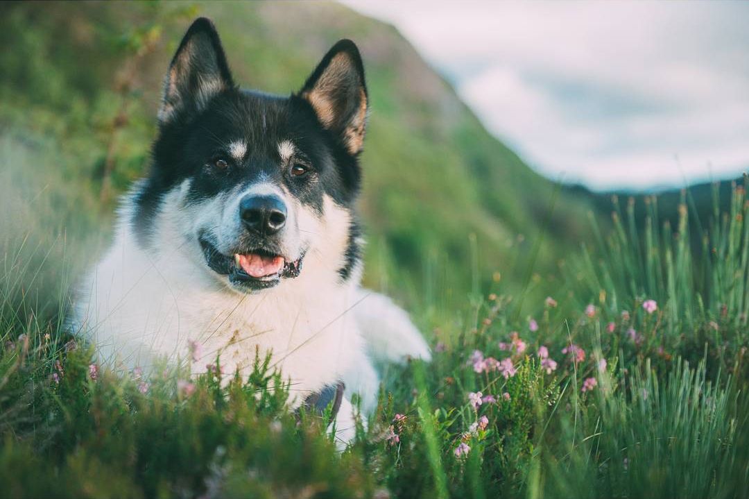 Парень бросил работу и отправился в путешествие с собакой