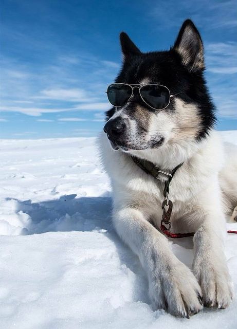 Парень бросил работу и отправился в путешествие с собакой