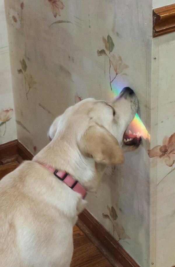 смешные собаки, самые смешные собаки 2015, неуклюжие собаки