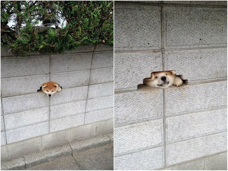 смешные собаки, самые смешные собаки 2015, неуклюжие собаки