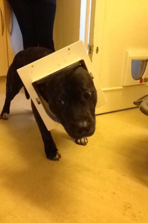 смешные собаки, самые смешные собаки 2015, неуклюжие собаки