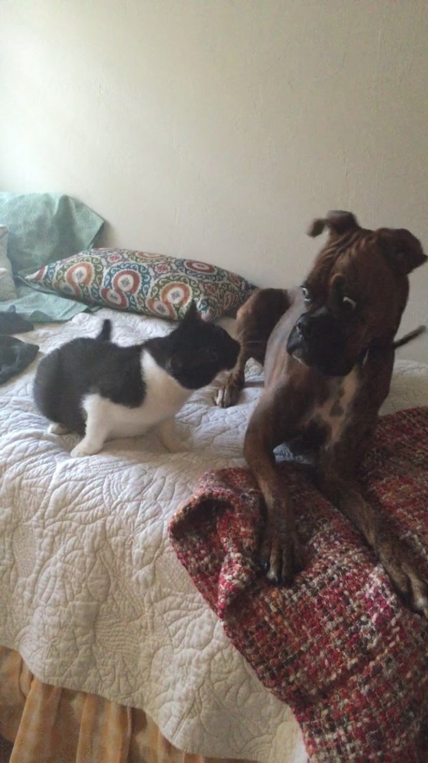 смешные собаки, самые смешные собаки 2015, неуклюжие собаки