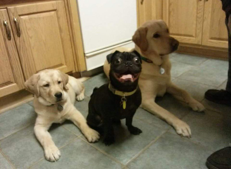 смешные собаки, самые смешные собаки 2015, неуклюжие собаки