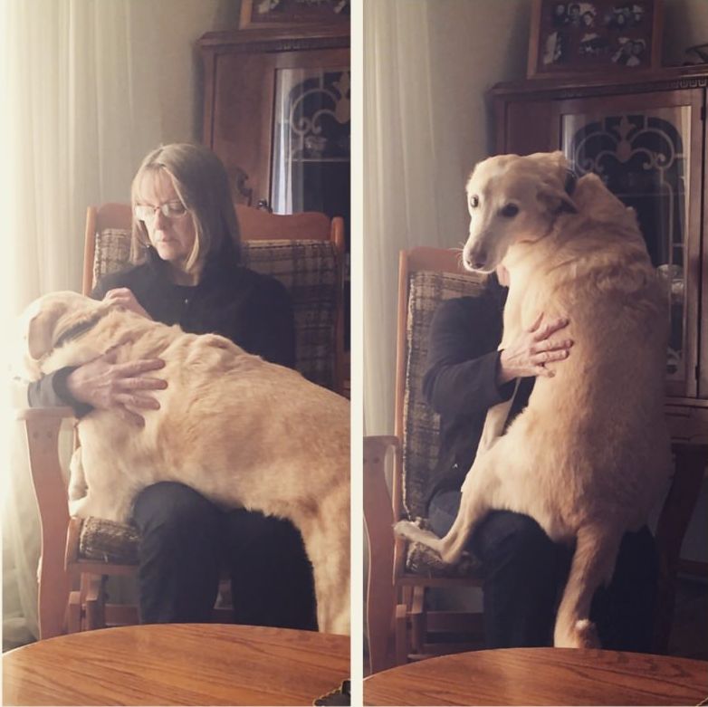 смешные собаки, самые смешные собаки 2015, неуклюжие собаки