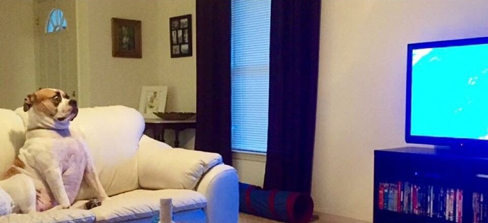 смешные собаки, самые смешные собаки 2015, неуклюжие собаки