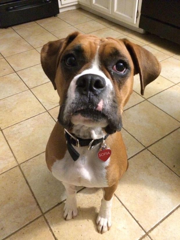 если собака съела много шоколада, что будет если собака съест много шоколада, почему нельзя оставлять шоколад под ёлкой