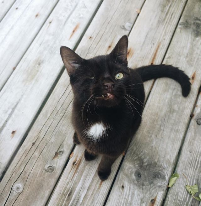 Уэсли одноглазый котёнок, одноглазый котёнок пират