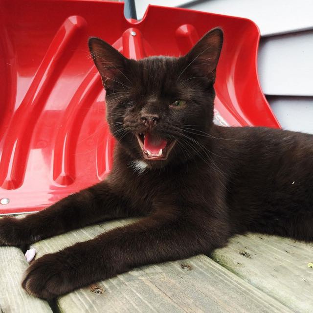 Уэсли одноглазый котёнок, одноглазый котёнок пират