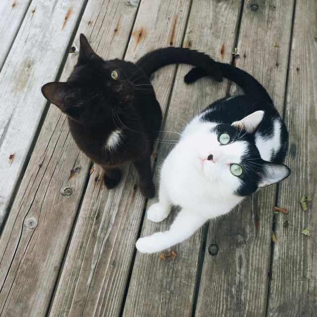 Уэсли одноглазый котёнок, одноглазый котёнок пират