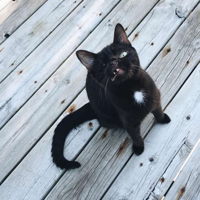 Уэсли одноглазый котёнок, одноглазый котёнок пират