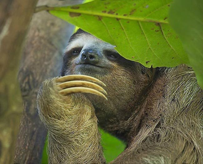 животные коварный план, хитрые морды животных, животные задумали хитрый план