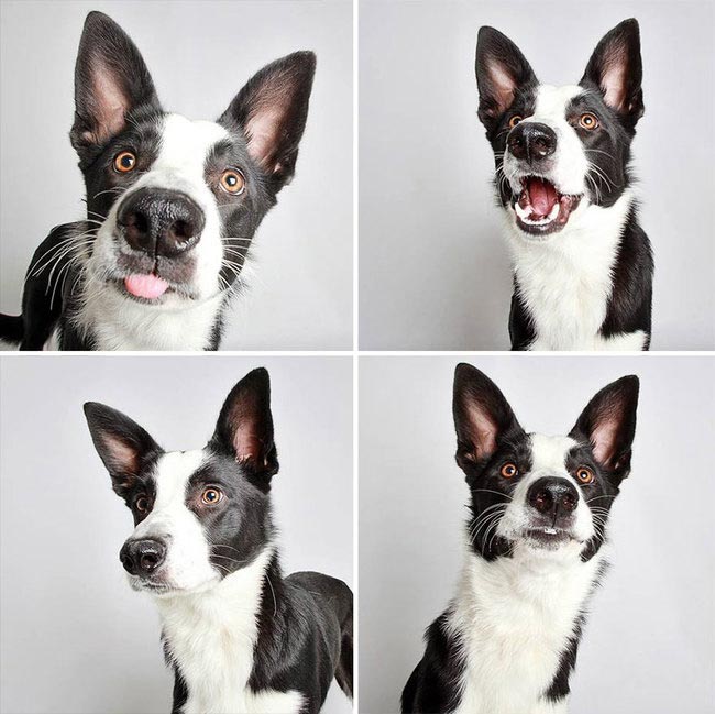 портреты собак, смешные портреты собак, фото собак в стиле фотокабинок, Гунневер Шустер, Guinnevere Shuster