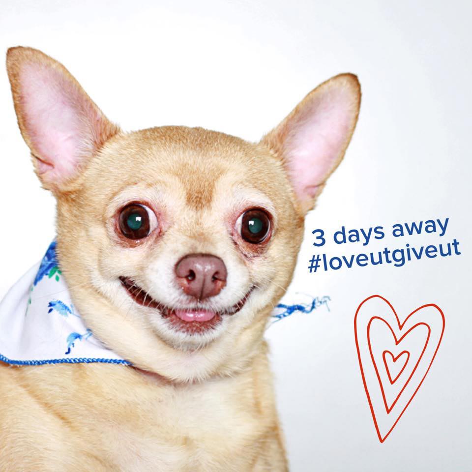 портреты собак, смешные портреты собак, фото собак в стиле фотокабинок, Гунневер Шустер, Guinnevere Shuster