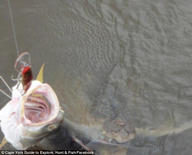 Рыбак думал, что поймал лосося, а на самом деле он вытянул нечто более пугающее и опасное думал поймал лосося а поймал крокодила, рыбак поймал крокодила, крокодил вцепился ув лосося, вытянул лосося вместе с крокодилом