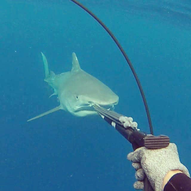 Валентин Томас,Valentine Thomas, девушка подводная охота, рыбачка инстаграма, девушка занимается подводной охотой