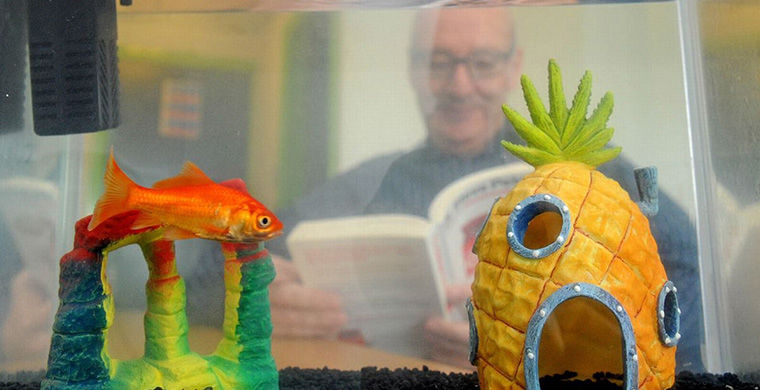 экзотические услуги в отелях, необычные услуги отелей