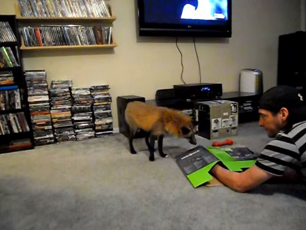 Чем отличается игра с лисой от игры с кошкой, как играет лиса