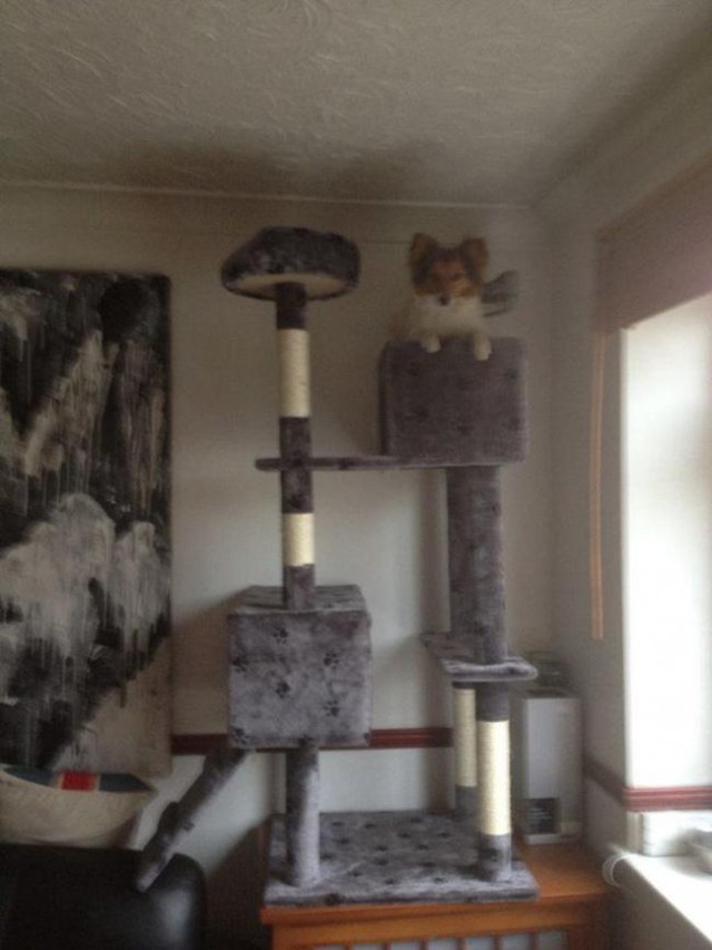 Собаки которые думают что они кошки, собаки ведут себя как кошки