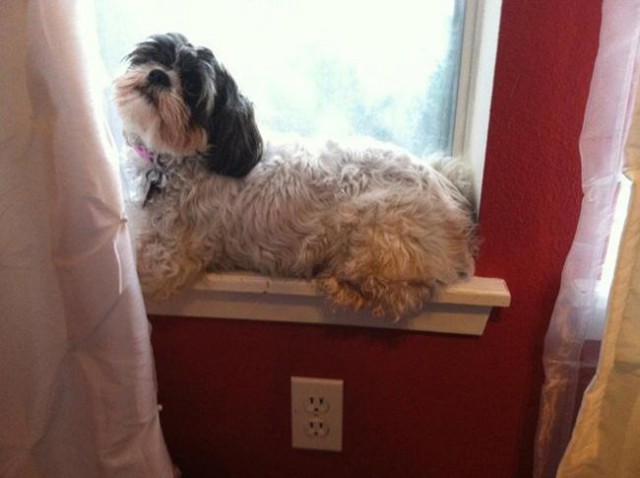 Собаки которые думают что они кошки, собаки ведут себя как кошки