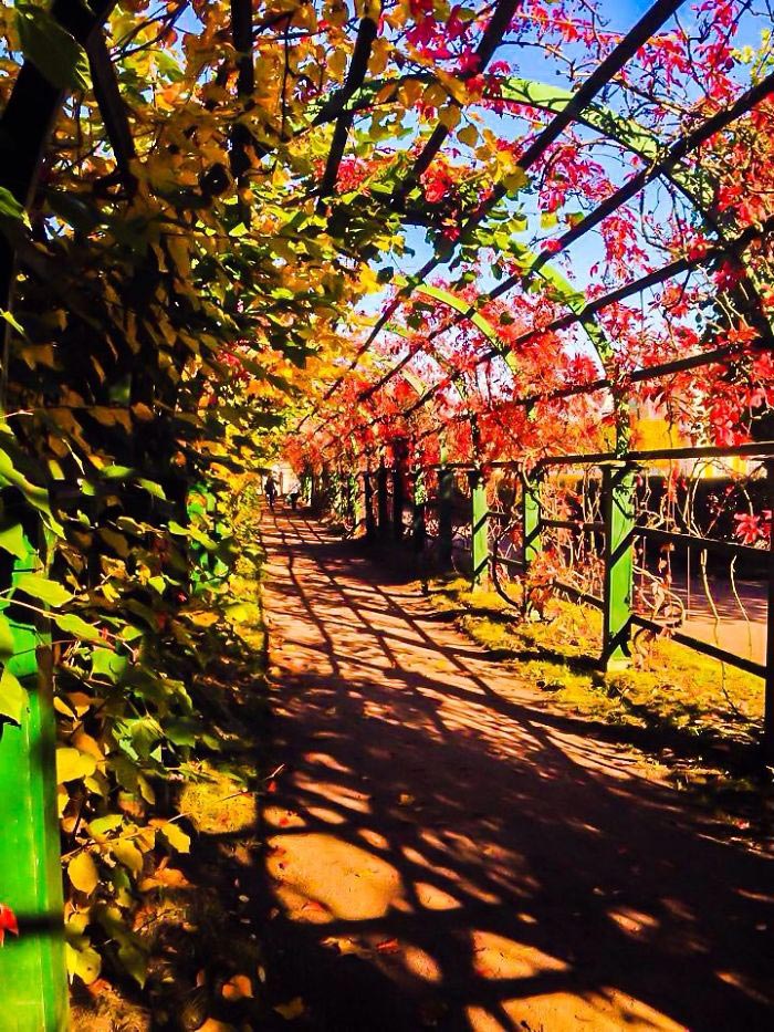 красивые дороги, аллея,  улицы в тени садов и деревьев