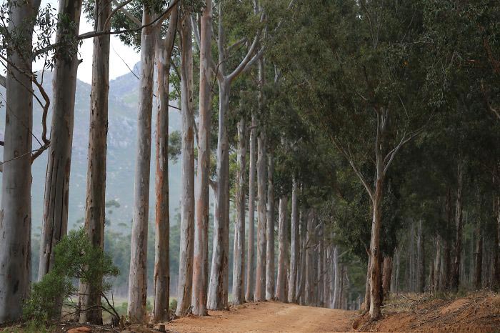 красивые дороги, аллея,  улицы в тени садов и деревьев