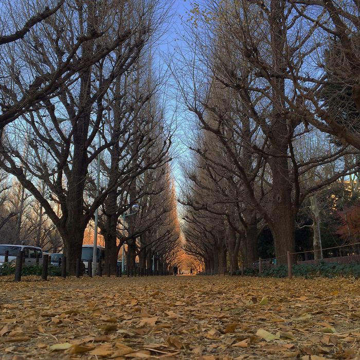 красивые дороги, аллея,  улицы в тени садов и деревьев