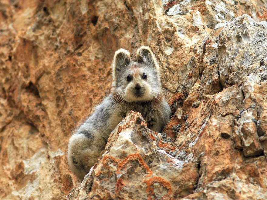 Ili Pika, волшебный кролик, редкий кролик