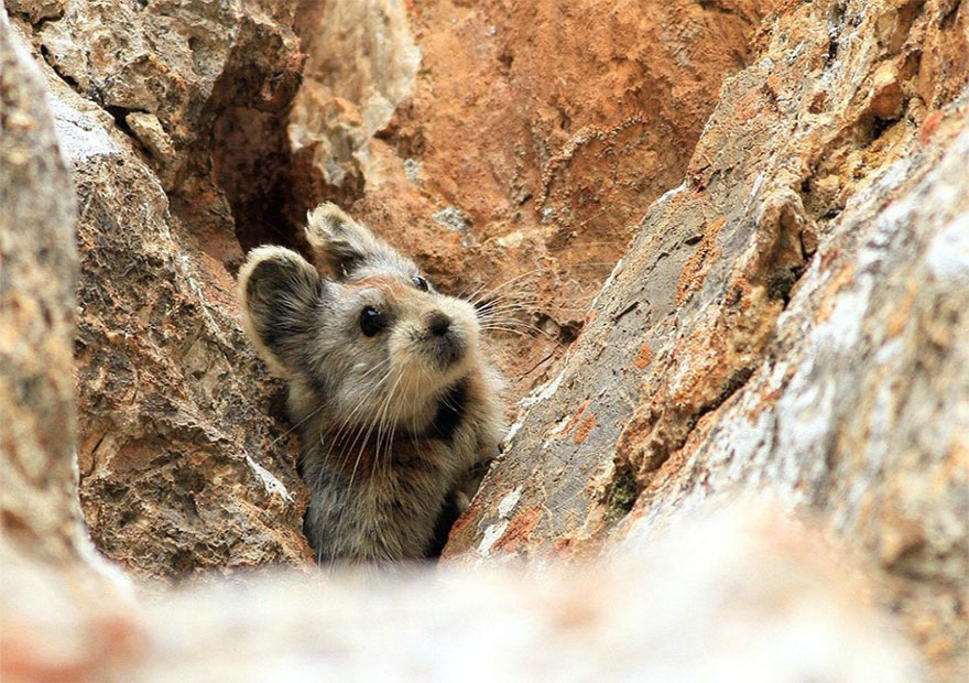 Ili Pika, волшебный кролик, редкий кролик