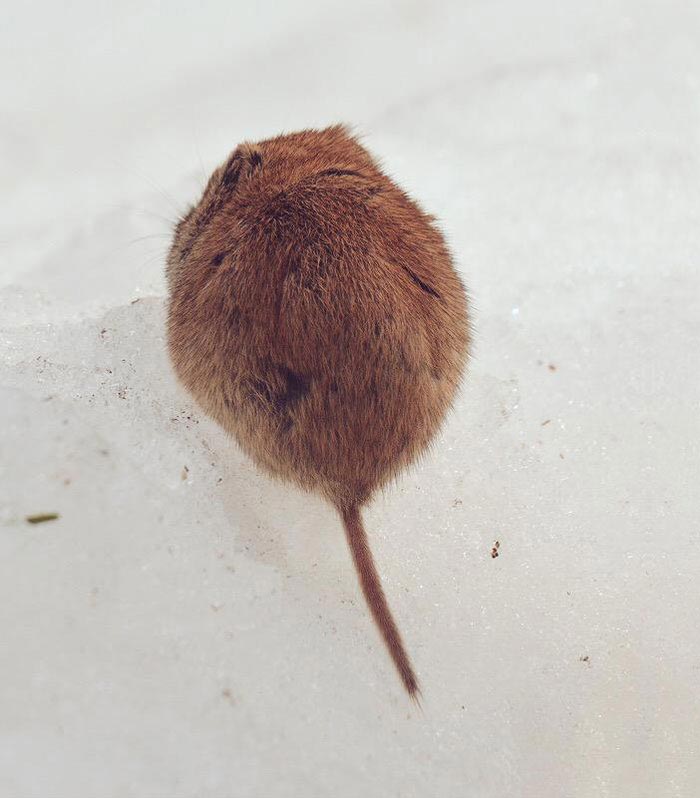 Редкостные очаровашки: остров Хоккайдо стал домом для 7-ми невероятно милых животных Hokkaido cute animals, Хоккайдо милые животные