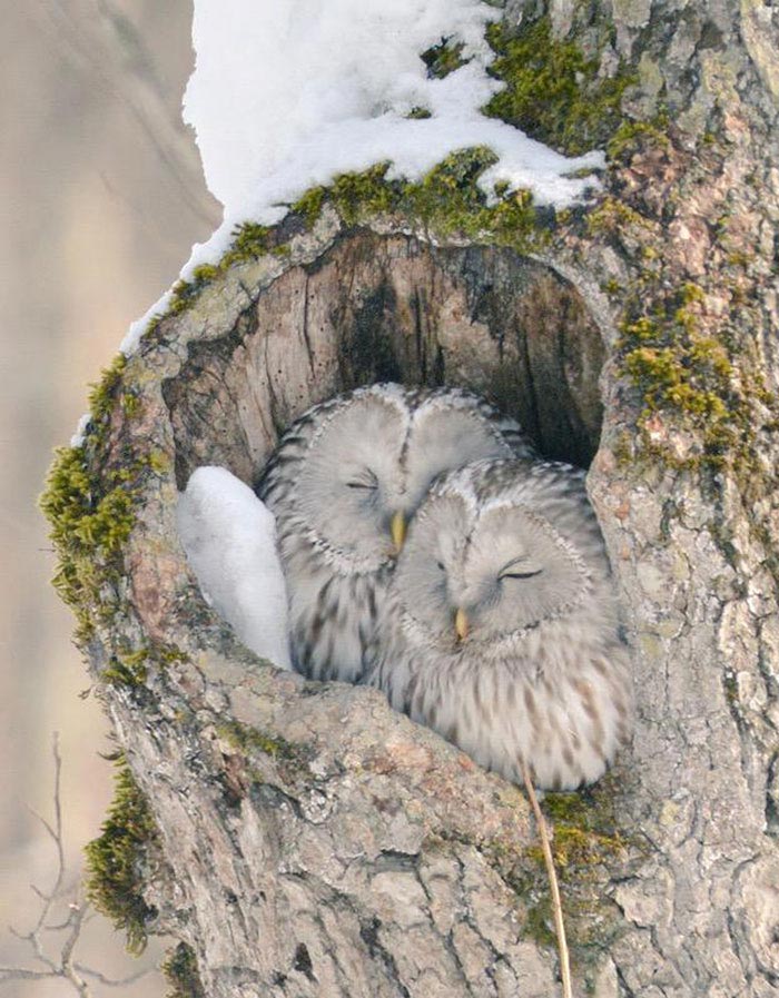 Редкостные очаровашки: остров Хоккайдо стал домом для 7-ми невероятно милых животных Hokkaido cute animals, Хоккайдо милые животные