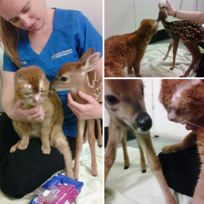 Russel cat, Обгоревший кот стал сиделкой для других животных