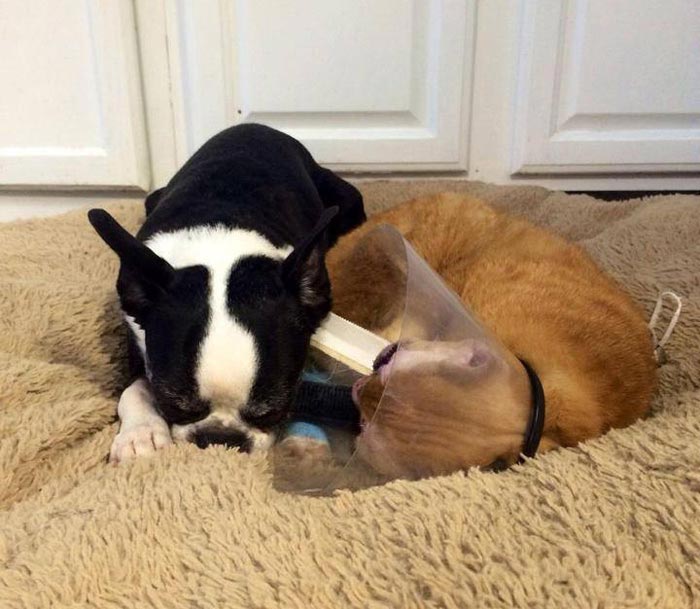 Russel cat, Обгоревший кот стал сиделкой для других животных