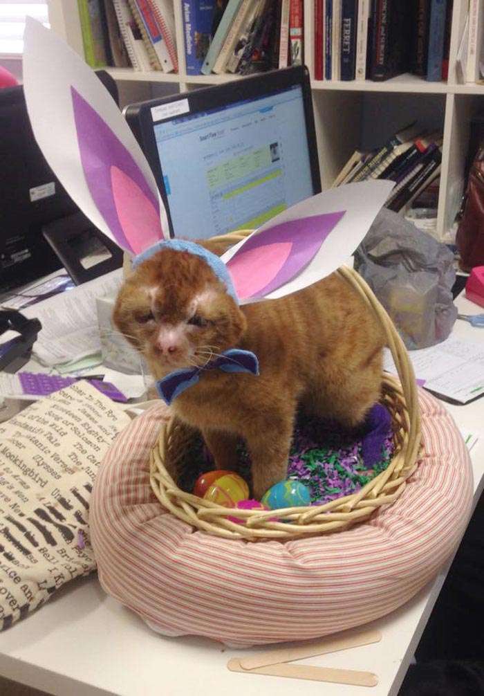 Russel cat, Обгоревший кот стал сиделкой для других животных