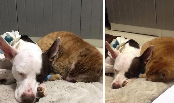 Russel cat, Обгоревший кот стал сиделкой для других животных