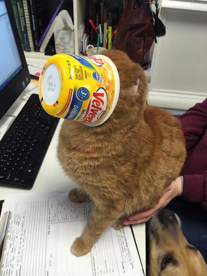 Russel cat, Обгоревший кот стал сиделкой для других животных