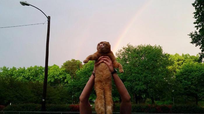 Russel cat, Обгоревший кот стал сиделкой для других животных