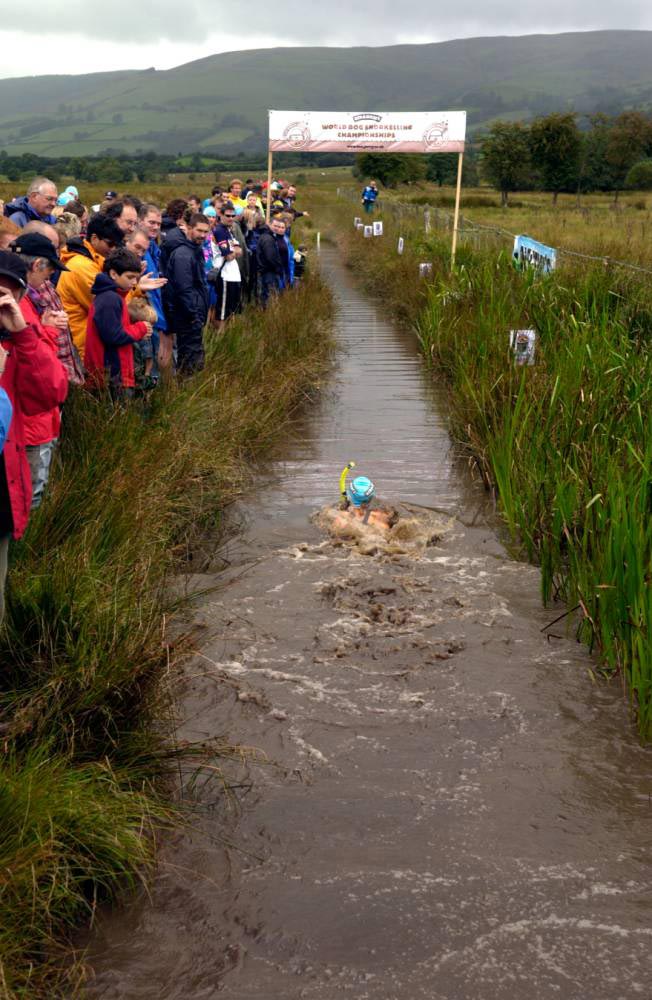 12 странных английских традиций, в реальность которых трудно поверить странные английские традиции, необычные английские традиции, английские традиции в которые трудно поверить