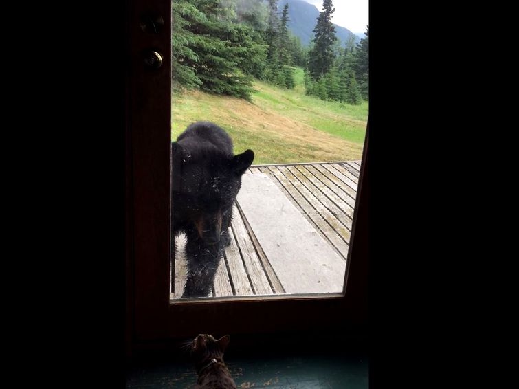 Кошка vs медведь, cat vs bear, кошка против медведя, кот против медведя