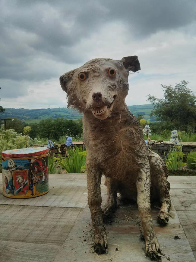 творения таксидермистов, смешные животные таксидермия, безумие таксидермисты