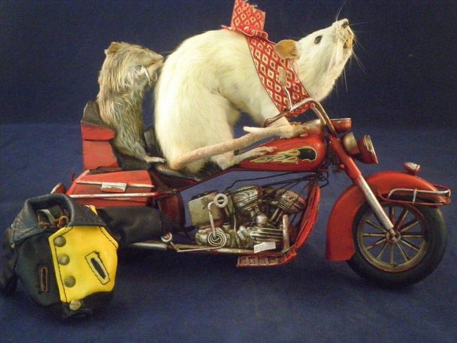 творения таксидермистов, смешные животные таксидермия, безумие таксидермисты