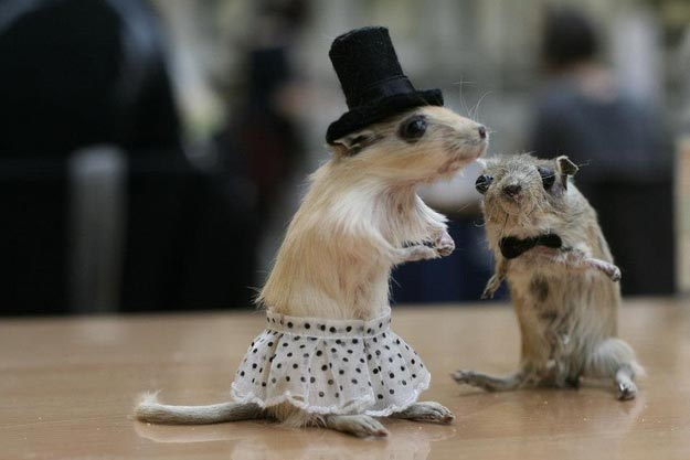 творения таксидермистов, смешные животные таксидермия, безумие таксидермисты