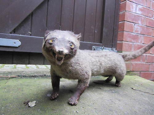 творения таксидермистов, смешные животные таксидермия, безумие таксидермисты