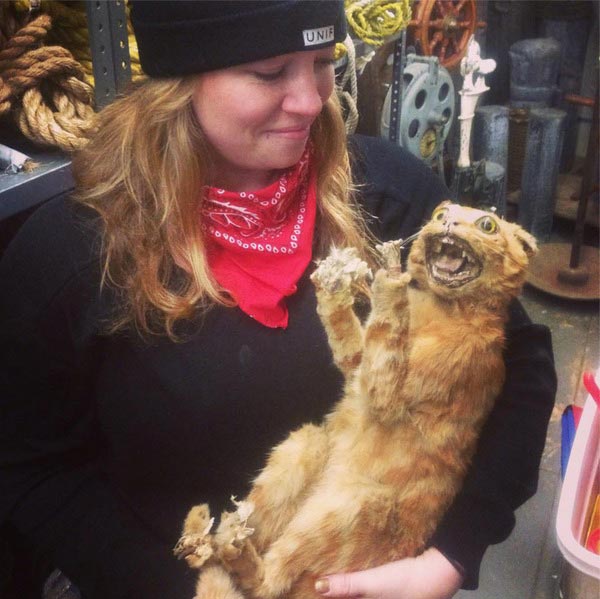 творения таксидермистов, смешные животные таксидермия, безумие таксидермисты