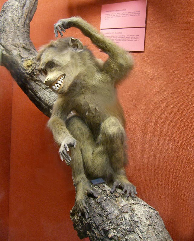 творения таксидермистов, смешные животные таксидермия, безумие таксидермисты