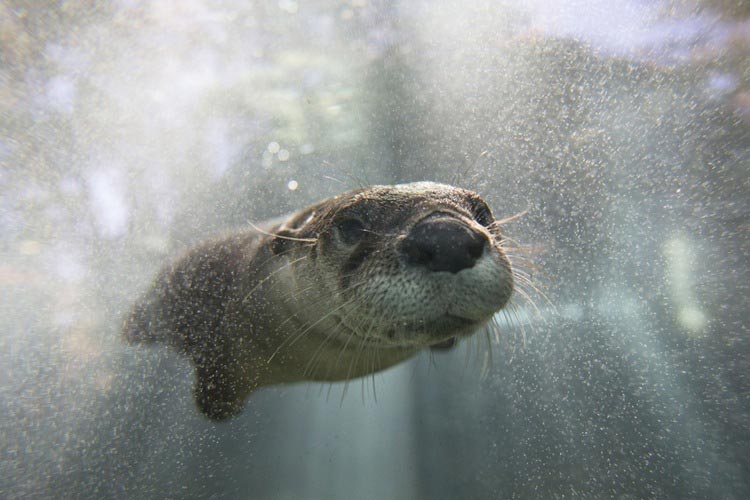 мощные фотографии, самые мощные фотографии недели, обо всём на свете