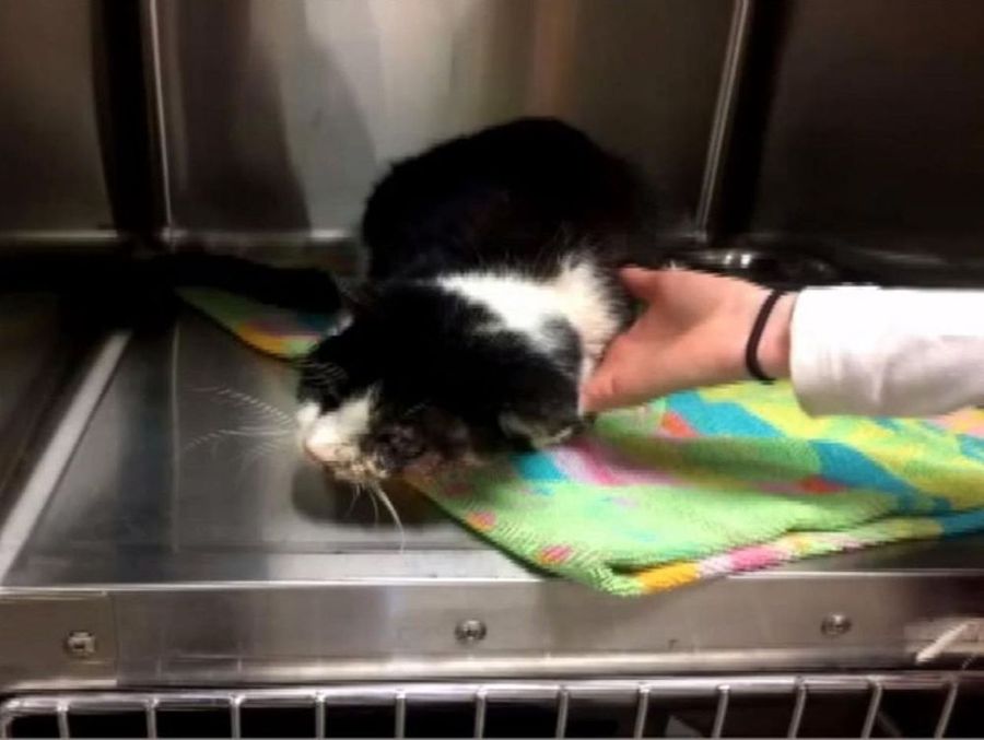 возвращение зомбикота, зомбикот Барт, кот вернулся спустя 5 дней как его похоронили, кот вернулся домой через 5 дней после того как был похоронен